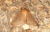 Ocneria rubea: Männchen (e.l. Spanien, Zaragoza, Monegros, Raupe Anfang Mai 2022) [S]