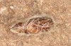 Ocneria rubea: Male pupa (e.l. rearing, Spain, Monegros, larva in early May 2022) [S]