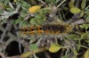 Orgyia rupestris: Larva (Sardinia, May 2012) [N]