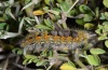 Orgyia rupestris: Raupe (Sardinien, Mai 2012) [N]