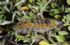 Orgyia rupestris: Larva (Sardinia, May 2012) [N]