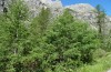 Leucoma salicis: Larval habitat with aspen and willows (France, Hautes Alpes, P.N. des Écrins, mid-June 2017) [N]