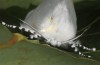 Leucoma salicis: Weibchen (e.l. Hautes-Alpes, P.N. des Écrins, Raupe Mitte Juni 2017) [S]