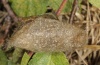 Euproctis similis: Kokon (e.l. Oberrhein 2011) [S]
