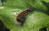 Euproctis similis: Raupe [S]