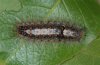 Parocneria terebinthi: Larva [N]
