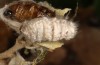 Orgyia trigotephras: Weibchen, aus dem Kokon künstlich herausgeholt (e.l. Spanien, Candasnos, junge Raupen Anfang Mai 2022) [S]