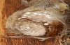 Orgyia trigotephras: Geöffneter, befruchteter Kokon mit Eiern und totem Weibchen (e.l. Spanien, Candasnos, junge Raupen Anfang Mai 2022) [S]