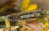 Orgyia trigotephras: Half-grown larva (Cyprus, Paphos, mid-April 2017) [M]