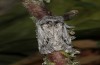 Albarracina warionis: Male (e.l. rearing, Spain, Zaragoza, larva in late May 2018) [S]