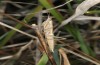 Apteromantis aptera: Larva (Andalusia, Cadiz, Puerto de Galiz, March 2019) [N]