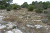 Ameles decolor: Habitat (Provence, Alpilles, Ende September 2014) [N]