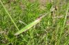 Empusa pennata: Adult, lateral [N]