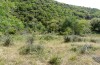 Empusa fasciata: Habitat (N-Griechenland, östlich von Thessaloniki, Ende Juni 2013) [N]