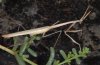 Hypsicorypha gracilis: Imago (Fuerteventura, Februar 2011) [N]