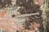 Geomantis larvoides: Adult (Central Spain, Teruel, Sierra de Albarracin, late July 2017) [N]