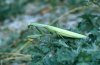 Mantis religiosa: Weibchen