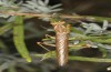 Ameles spallanzania: Male (Sierra de Albarracin, August 2013) [S]