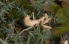 Ameles spallanzania: Weibchen (Kreta, Ende April 2013) [N]