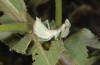 Ameles spallanzania: Weibchen (Kreta, Anfang Mai 2013) [N]