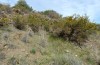 Sphodromantis viridis: Habitat (Cyprus, Paphos, mid-April 2017) [N]