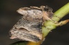 Abrostola canariensis: Falter (e.l. La Gomera 2011/2012) [S]