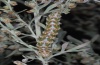 Cucullia absinthii: Larva (Sestriere, Cottian Alps, September 2012) [N]