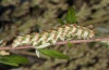 Cucullia absinthii: Larva (northern Upper Rhine near Philippsburg, September 2012) [N]