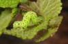 Ctenoplusia accentifera: Half-grown larva (Caminha, N-Portugal, late October 2013) [M]
