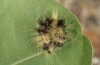 Acronicta aceris: Half-grown larva (Swabian Alb, Southern Germany, July 2011, at oak) [M]