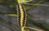 Calophasia acuta: Larva (Greece, Samos Island, May 2017) [M]