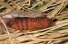 Calophasia acuta: Pupa (e.l. rearing, Greece, Samos Island, larva in May 2017) [S]