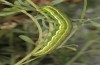 Heliothis adaucta: Larva, green form (E-Austria, Lower Austria, Steinfeld, late June 2018) [S]