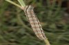 Heliothis adaucta: Larva, dark form (E-Austria, Lower Austria, Steinfeld, late June 2018) [S]