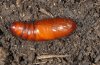 Mniotype adusta: Pupa [S]