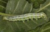 Cosmia affinis: Raupe (e.l. Norddeutschland, Niedersachsen, unteres Elbtal, Gartow, Raupe im Mai 2020) [S]
