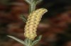 Cardepia affinis: Larva in the final instar (e.l. rearing, S-Spain, Almeria, larvae found in mid-November 2022) [S]