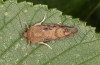 Cosmia affinis: Adult (e.l. rearing, N-Germany, Lower Saxony, Elbe valley, Gartow, larva in May 2020) [S]
