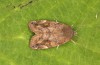 Cosmia affinis: Adult (e.l. rearing, S-Germany, Stuttgart-Hofen, larva in late April 2020) [S]