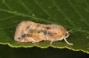 Cosmia affinis: Adult (e.l. rearing, N-Germany, Lower Saxony, Elbe valley, Gartow, larva in May 2020) [S]