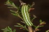 Xestia agathina: Half-grown larva (Black Forest, April 2020) [S]