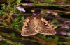 Xestia agathina: Male (e.l. rearing, Black Forest, 2021) [S]