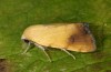 Xanthodes albago: Adult (breeding photo, 2016, material from Sardinia) [S]