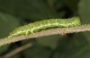 Xanthodes albago: Larva (Cyprus, Akrotiri, early November 2016) [S]