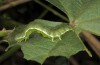 Xanthodes albago: Larva (Cyprus, Akrotiri, early November 2016) [N]