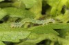 Xanthodes albago: Young larva (breeding photo, 2016, material from Sardinia) [S]