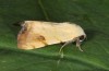 Xanthodes albago: Adult (breeding photo, 2016, material from Sardinia) [S]