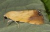 Xanthodes albago: Adult (breeding photo, 2016, material from Sardinia) [S]