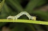 Xanthodes albago: Half-grown larva (breeding photo, 2016, material from Sardinia) [S]