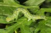 Xanthodes albago: Half-grown larva (breeding photo, 2016, material from Sardinia) [S]